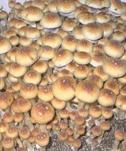 Buy Creeper Magic Mushrooms Online